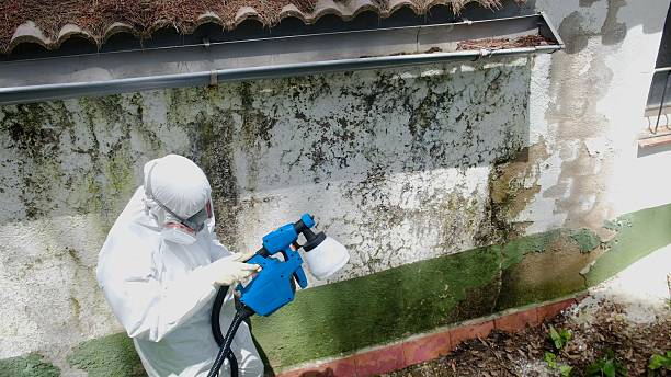 Mold Removal service in Miami Beach